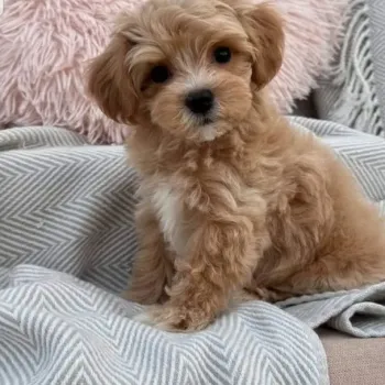 Nabízíme krásná štěňata Maltipoo F1.