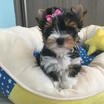 Yorkšírský teriér (Jorkšírský teriér) -krásná štěňátka s PP