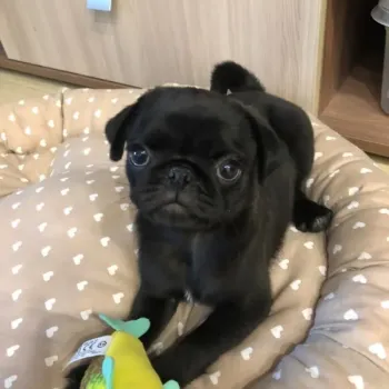 Nabízíme štěňátka Mops bez PP