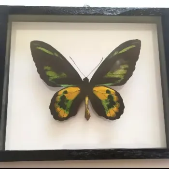 Tropičtí motýli v rámečku.