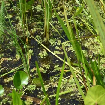 vodní rostliny bahenní rostliny