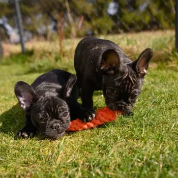 Francouzský buldoček štěňata s PP